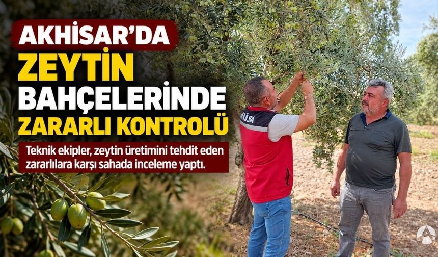 Akhisar’da Zeytin Bahçelerinde Zararlılara Karşı Saha Kontrolü