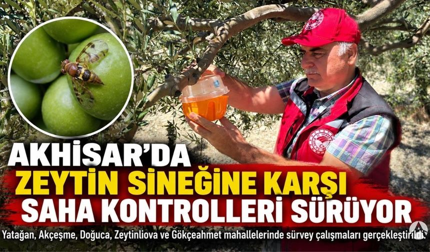 Akhisar’da zeytin sineğine karşı sürvey çalışmaları sürüyor