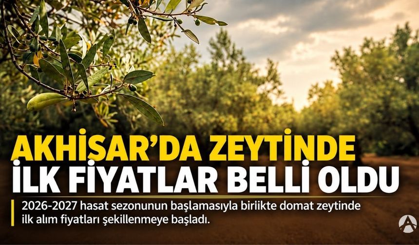 Akhisar’da zeytin piyasasında ilk fiyatlar belli oldu