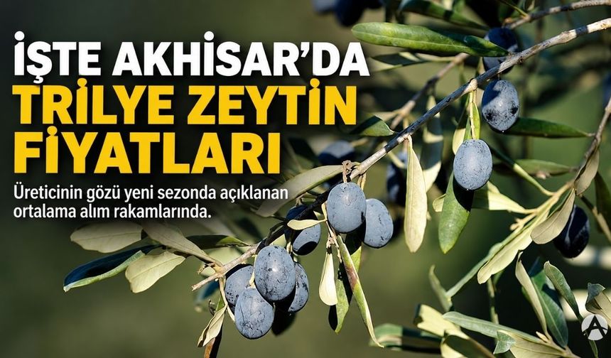 İşte Akhisar’da Trilye Zeytin Fiyatları! Üreticinin Gözü Bu Rakamlarda