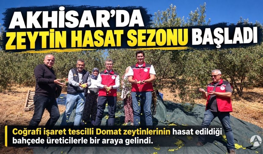 Akhisar’da Zeytin Hasat Sezonu Başladı